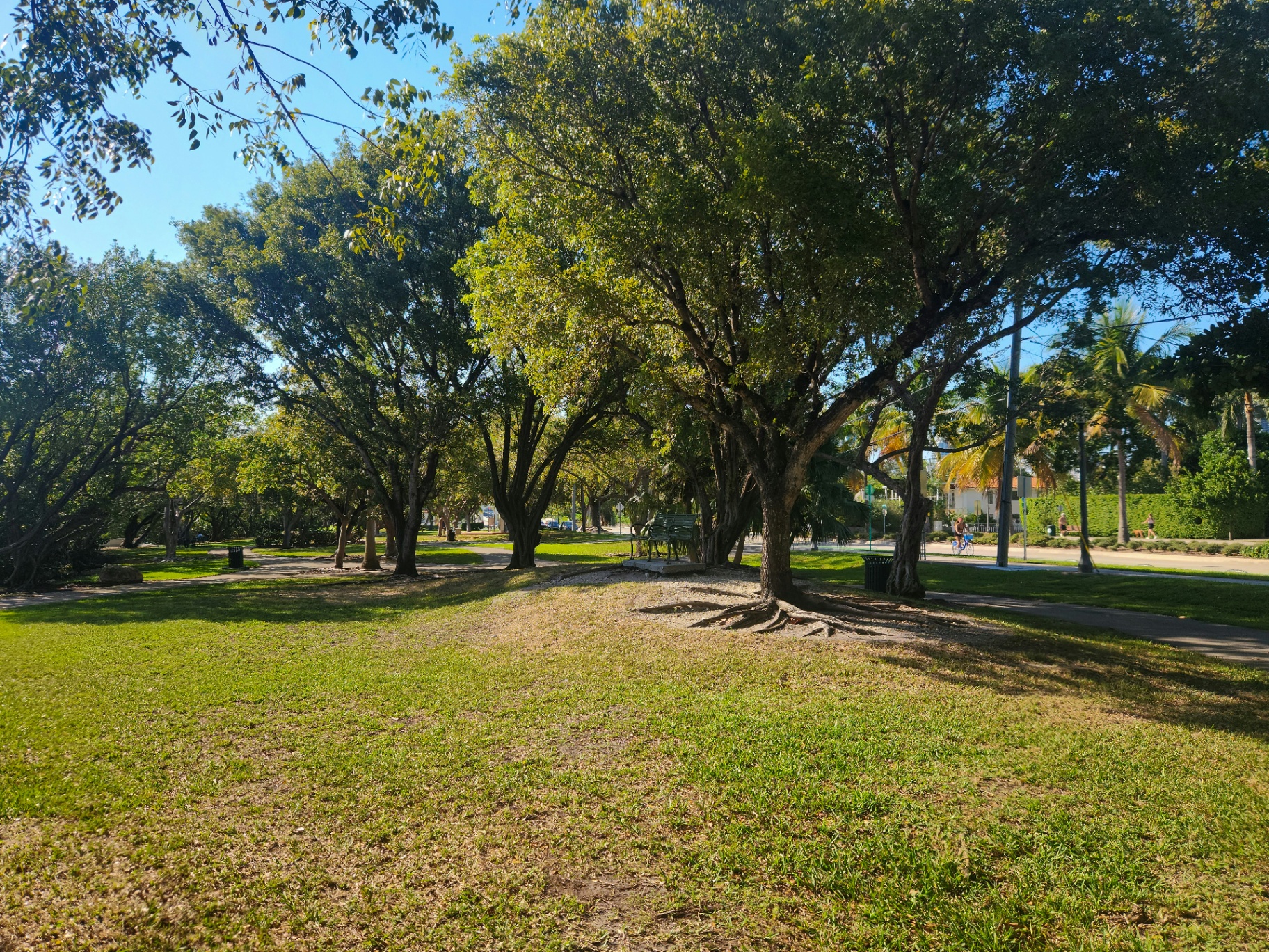 Leaf & Litter Clearance