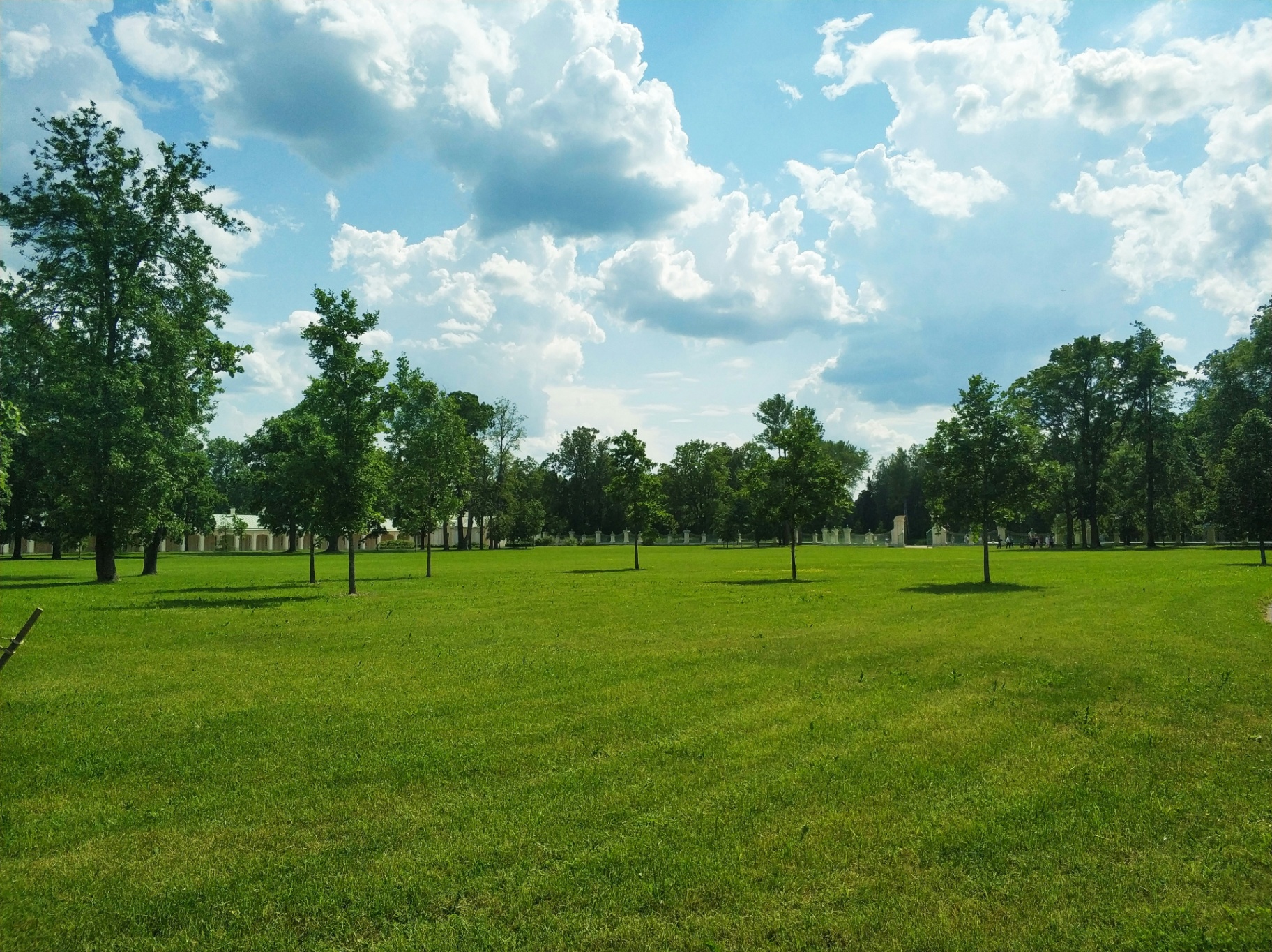 Open parkland with mature trees and clear horizon