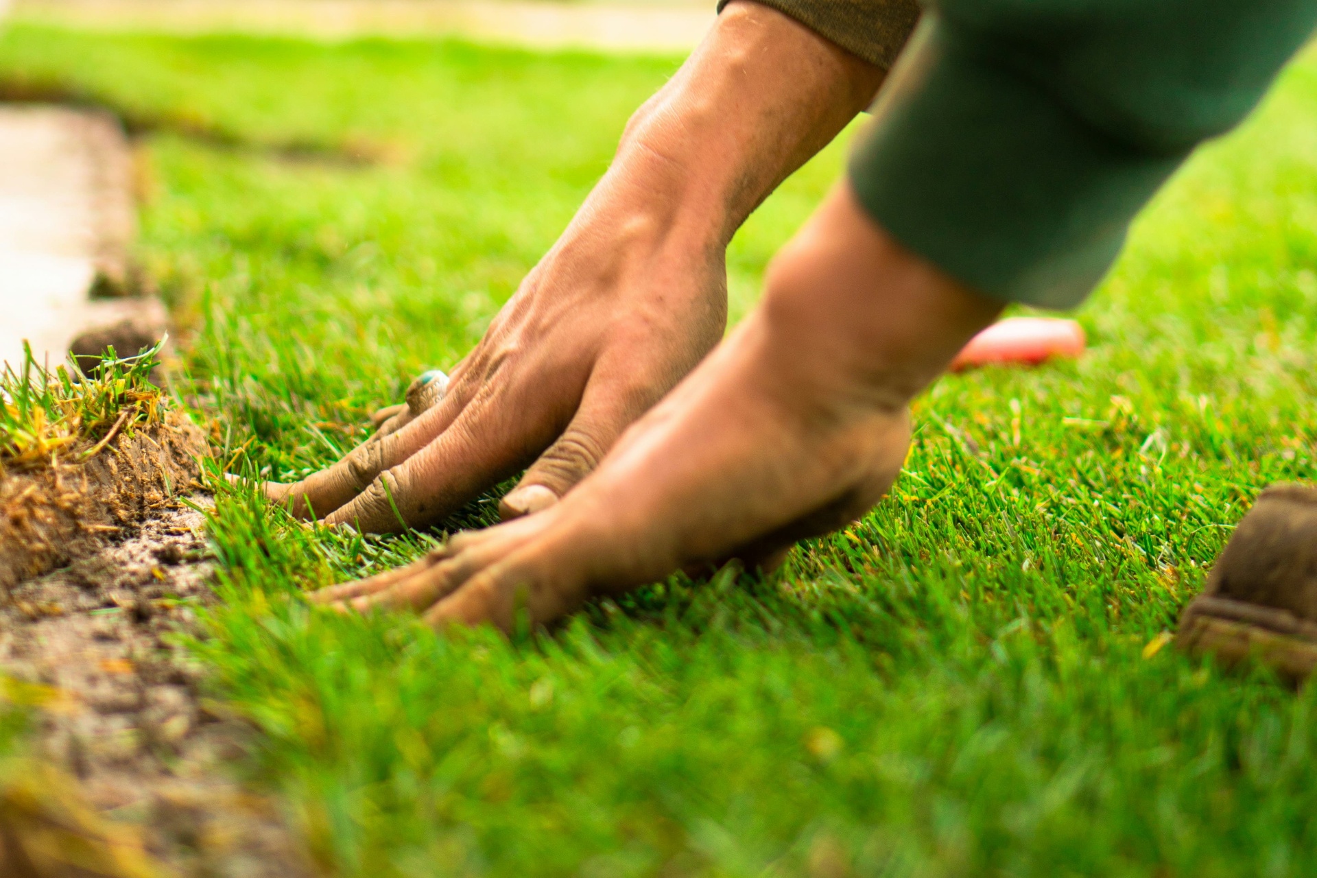 Close-up turf grass texture